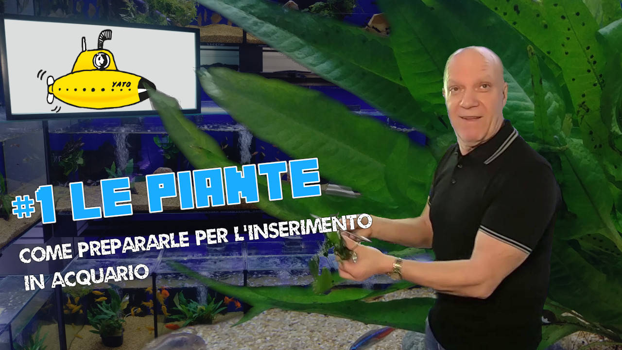 Copertina video Le piante