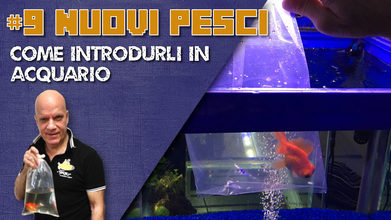 Copertina video nuovi pesci