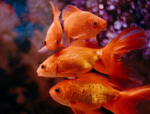 Il pesce rosso: nobile protagonista dell’acquario
