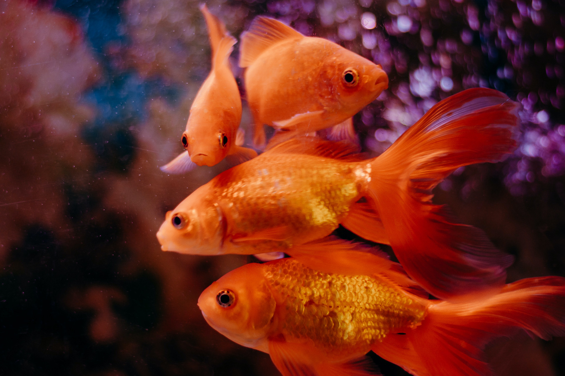 Il pesce rosso: nobile protagonista dell'acquario - Yato Acquari